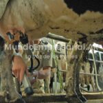 Argentina vs. Uruguay: qué pasa con el costo de la leche desde que sale del campo y llega al puerto transformada