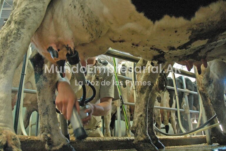 Argentina vs. Uruguay: qué pasa con el costo de la leche desde que sale del campo y llega al puerto transformada