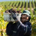 La Revolución Digital del Vino Argentino: Cómo la Tecnología Mueve la Frontera de la Vitivinicultura