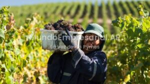La Revolución Digital del Vino Argentino: Cómo la Tecnología