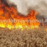 Silbando bajito: Se incendia el mercado de trigo del Mercosur, pero en la Argentina los precios no se enteran - Bichos de Campo