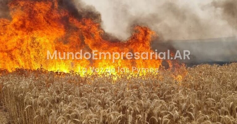 Silbando bajito: Se incendia el mercado de trigo del Mercosur, pero en la Argentina los precios no se enteran - Bichos de Campo