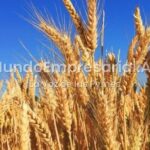 Luis Caputo, Gobierno Nacional — Récord en exportaciones agroindustriales con un cultivo estrella