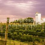 La provincia que llegó a tener más de 100 bodegas, lo perdió todo y ahora vuelve a producir vino