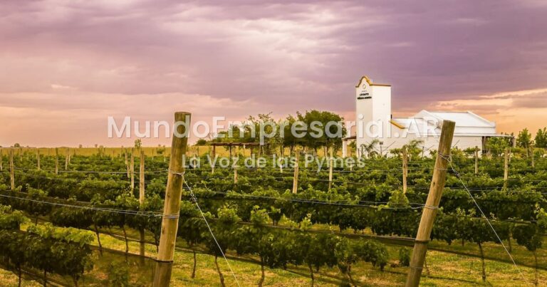 La provincia que llegó a tener más de 100 bodegas, lo perdió todo y ahora vuelve a producir vino